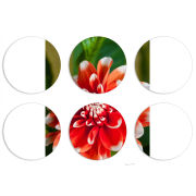 Магнитные фотопазлы круги d55 набор 6 штук 