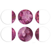 Магнитные фотопазлы круги d55 набор 6 штук 