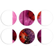 Магнитные фотопазлы круги d55 набор 6 штук 