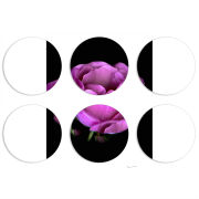 Магнитные фотопазлы круги d55 набор 6 штук 