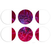 Магнитные фотопазлы круги d55 набор 6 штук 