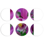 Магнитные фотопазлы круги d55 набор 6 штук 