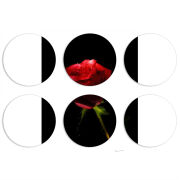 Магнитные фотопазлы круги d55 набор 6 штук 