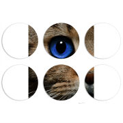 Магнитные фотопазлы круги d55 набор 6 штук Cat's Eye