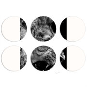 Магнитные фотопазлы круги d55 набор 6 штук 