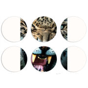 Магнитные фотопазлы круги d55 набор 6 штук 