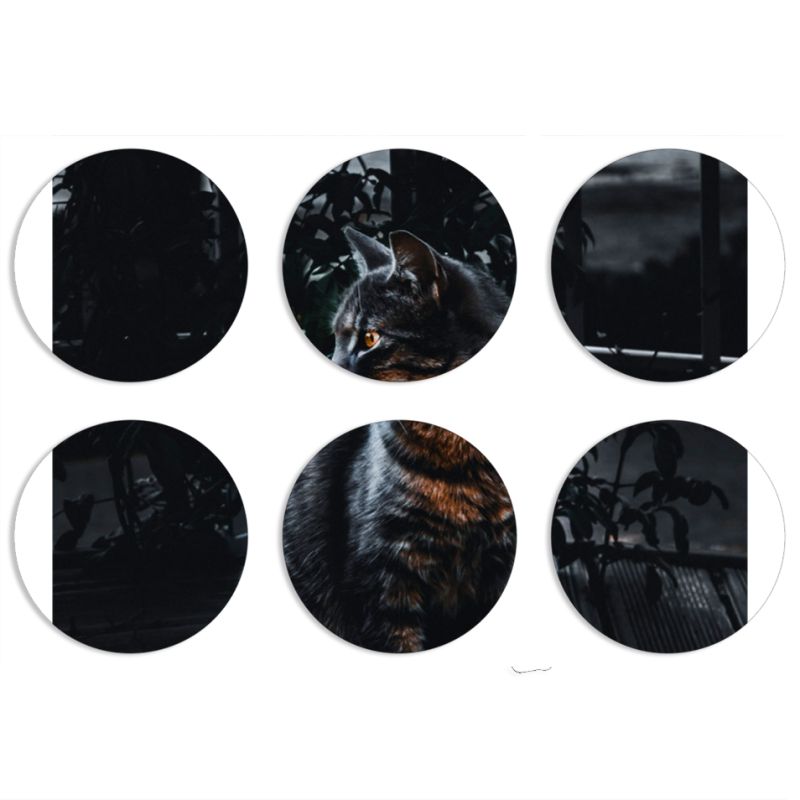 Магнитные фотопазлы круги d55 набор 6 штук 