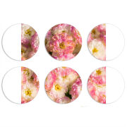 Магнитные фотопазлы круги d55 набор 6 штук 