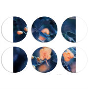 Магнитные фотопазлы круги d55 набор 6 штук 