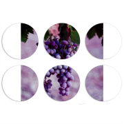 Магнитные фотопазлы круги d55 набор 6 штук 