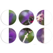 Магнитные фотопазлы круги d55 набор 6 штук 