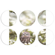 Магнитные фотопазлы круги d55 набор 6 штук 