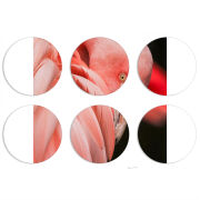 Магнитные фотопазлы круги d55 набор 6 штук 