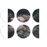 Магнитные фотопазлы круги d55 набор 6 штук 