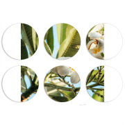 Магнитные фотопазлы круги d55 набор 6 штук 