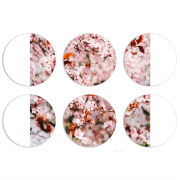 Магнитные фотопазлы круги d55 набор 6 штук 