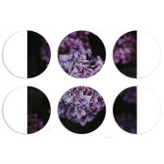 Магнитные фотопазлы круги d55 набор 6 штук 