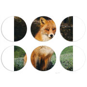 Магнитные фотопазлы круги d55 набор 6 штук 