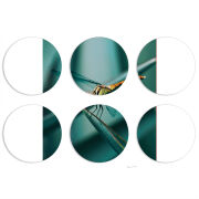 Магнитные фотопазлы круги d55 набор 6 штук 