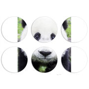 Магнитные фотопазлы круги d55 набор 6 штук 