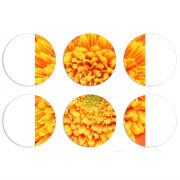 Магнитные фотопазлы круги d55 набор 6 штук 