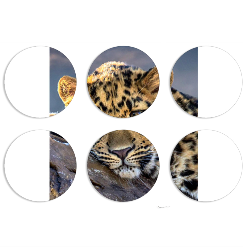 Магнитные фотопазлы круги d55 набор 6 штук 