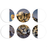 Магнитные фотопазлы круги d55 набор 6 штук 