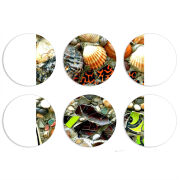 Магнитные фотопазлы круги d55 набор 6 штук 