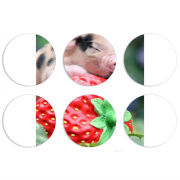 Магнитные фотопазлы круги d55 набор 6 штук 