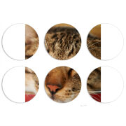 Магнитные фотопазлы круги d55 набор 6 штук 