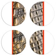 Магнитные фотопазлы круги d55 набор 4 штуки 