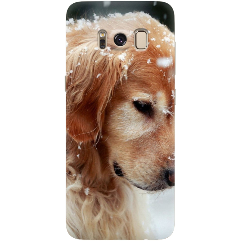 Чехол Uprint Samsung G950 Galaxy S8 Golden Retriever