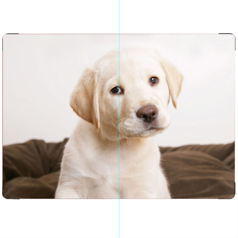 ПАСПОРТ Puppy Labrador