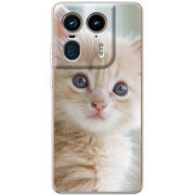 Чехол BoxFace Motorola Edge 50 Ultra Animation Kittens