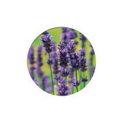 Uprint Popsocket Green Lavender