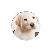 Uprint Popsocket Puppy Labrador