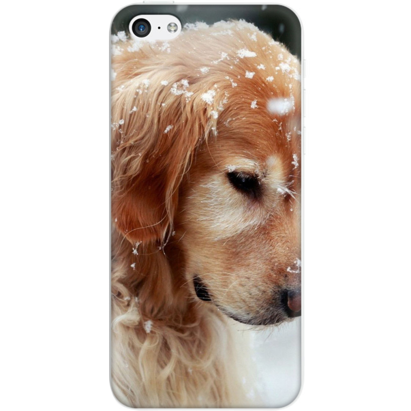 Чехол Uprint Apple iPhone 5C Golden Retriever