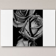 Печать на холсте 60 на 40 сантиметров Black and White Roses