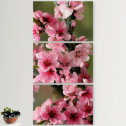 Модульные картины горизонтальные  60 на 40 3шт Вишневые Цветы